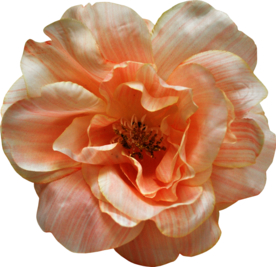 复古花朵植物图案