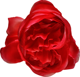 复古花朵植物图案