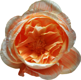 复古花朵植物图案