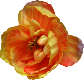 复古花朵植物图案