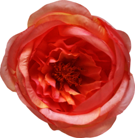 复古花朵植物图案