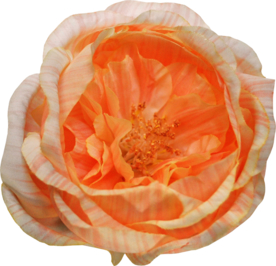 复古花朵植物图案