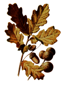 复古花朵植物图案