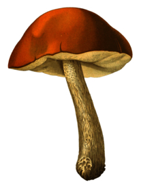 复古蘑菇植物图案