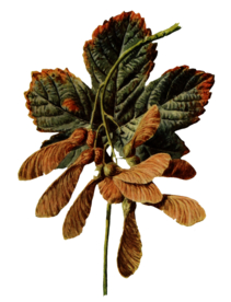 复古花朵植物图案