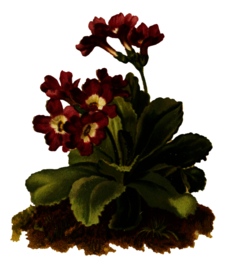 复古花朵植物图案