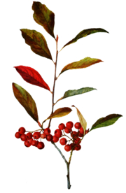 复古花朵植物图案