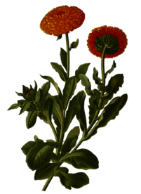 复古花朵植物图案