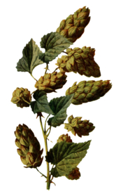 复古花朵植物图案