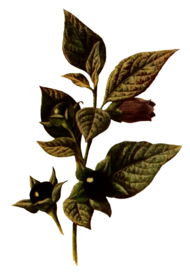 复古花朵植物图案