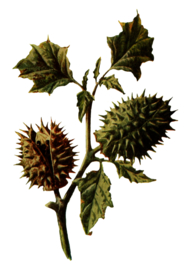 复古花朵植物图案