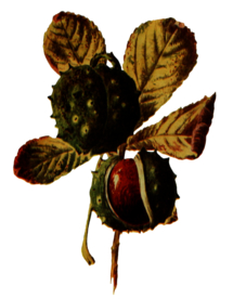 复古花朵植物图案