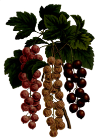 复古花朵植物图案