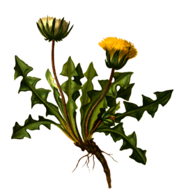 复古花朵植物图案