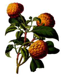 复古花朵植物图案