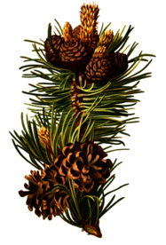 复古花朵植物图案