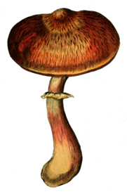 复古蘑菇植物图案