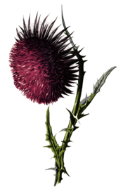 复古花朵植物图案