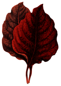 复古花朵植物图案