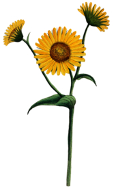 复古花朵植物图案