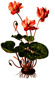 复古花朵植物图案