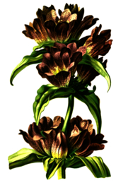 复古花朵植物图案