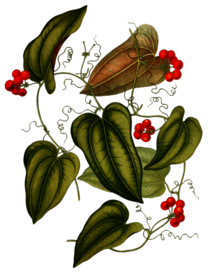 复古花朵植物图案