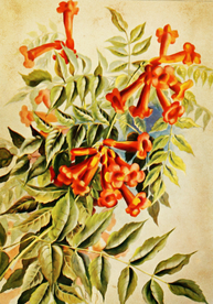 复古鲜花植物装饰画