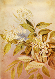 复古鲜花植物装饰画