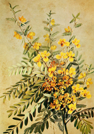 复古鲜花植物装饰画