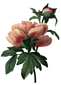 复古鲜花植物装饰图案