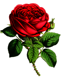 复古鲜花植物装饰图案