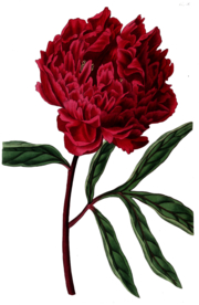 复古鲜花植物装饰图案