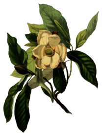 复古鲜花植物装饰图案