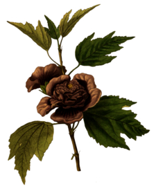 复古鲜花植物装饰图案