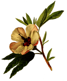 复古鲜花植物装饰图案