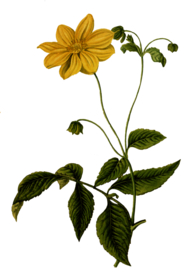 复古鲜花植物装饰图案