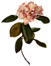 复古鲜花植物装饰图案