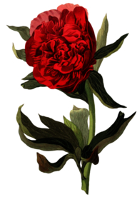 复古鲜花植物装饰图案