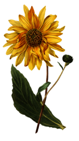 复古鲜花植物装饰图案