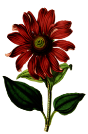 复古鲜花植物装饰图案