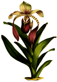 复古鲜花植物装饰图案