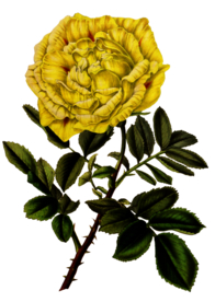 复古鲜花植物装饰图案