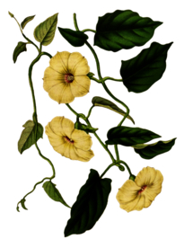 复古鲜花植物装饰图案