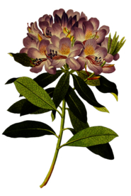 复古鲜花植物装饰图案