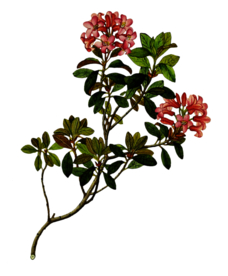 复古鲜花植物装饰图案