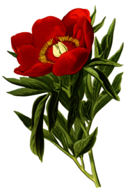 复古鲜花植物装饰图案