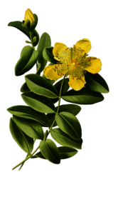 复古鲜花植物装饰图案