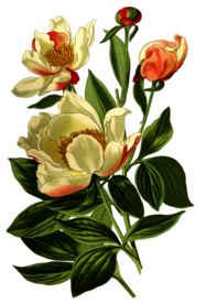 复古鲜花植物装饰图案