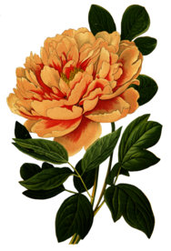 复古鲜花植物装饰图案